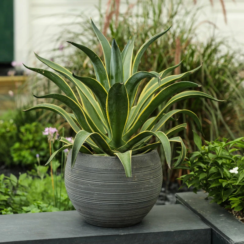 LuxenHome Stone Finish Pottery Bowl Planter (Small) 7 LuxenHome Stone Finish Pottery Bowl Planter (Small) - Image 5