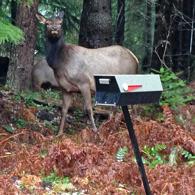 Modbox USA, Inc. ModboxUSA Mid-Century Modern Curbside Mailbox | Two Tone, Eucalyptus And Black - Image 5